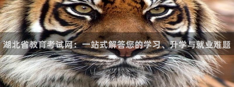 新宝5官网霸