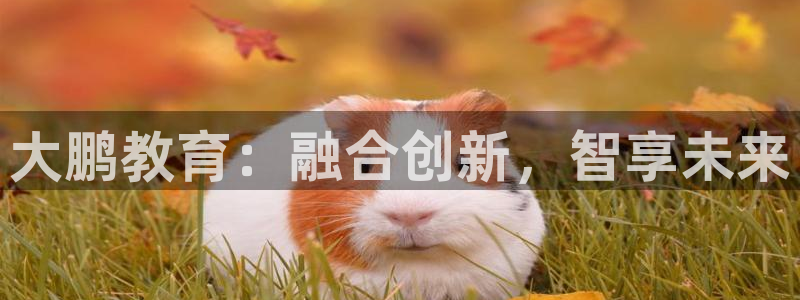 新宝5手机版